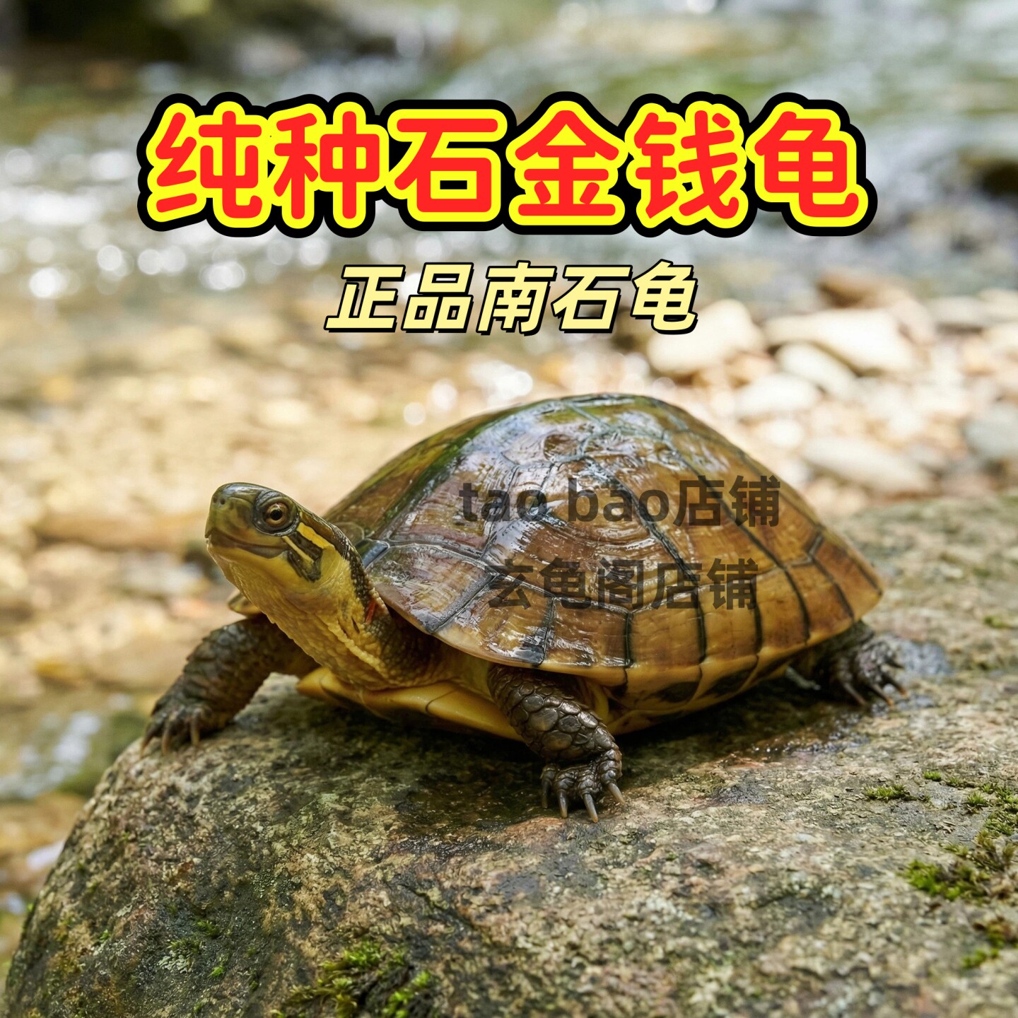 食用石金钱大龟食用大乌龟草龟可食用煲汤南石纯种老龟纯正食用龟