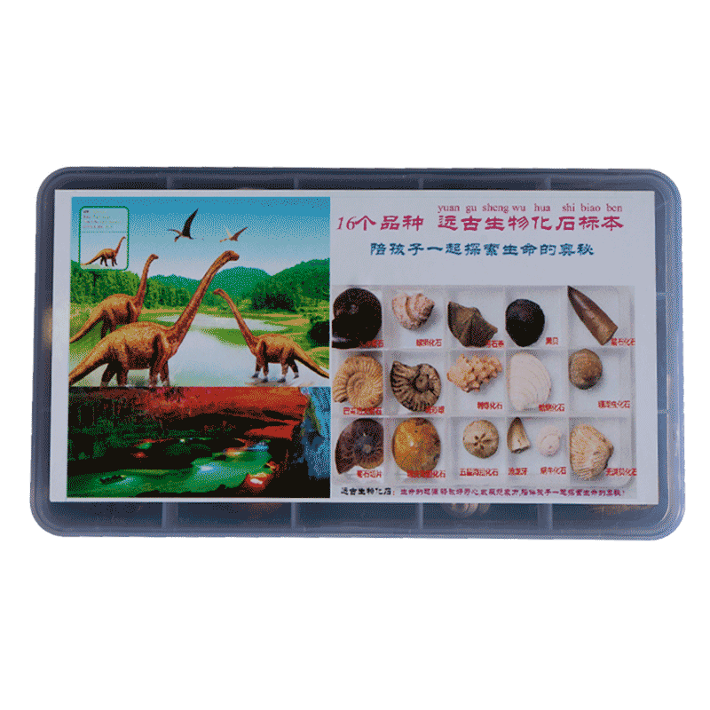 16种天然三叶虫化石海洋生物螺化石植物菊石科普教学标本摆件收藏