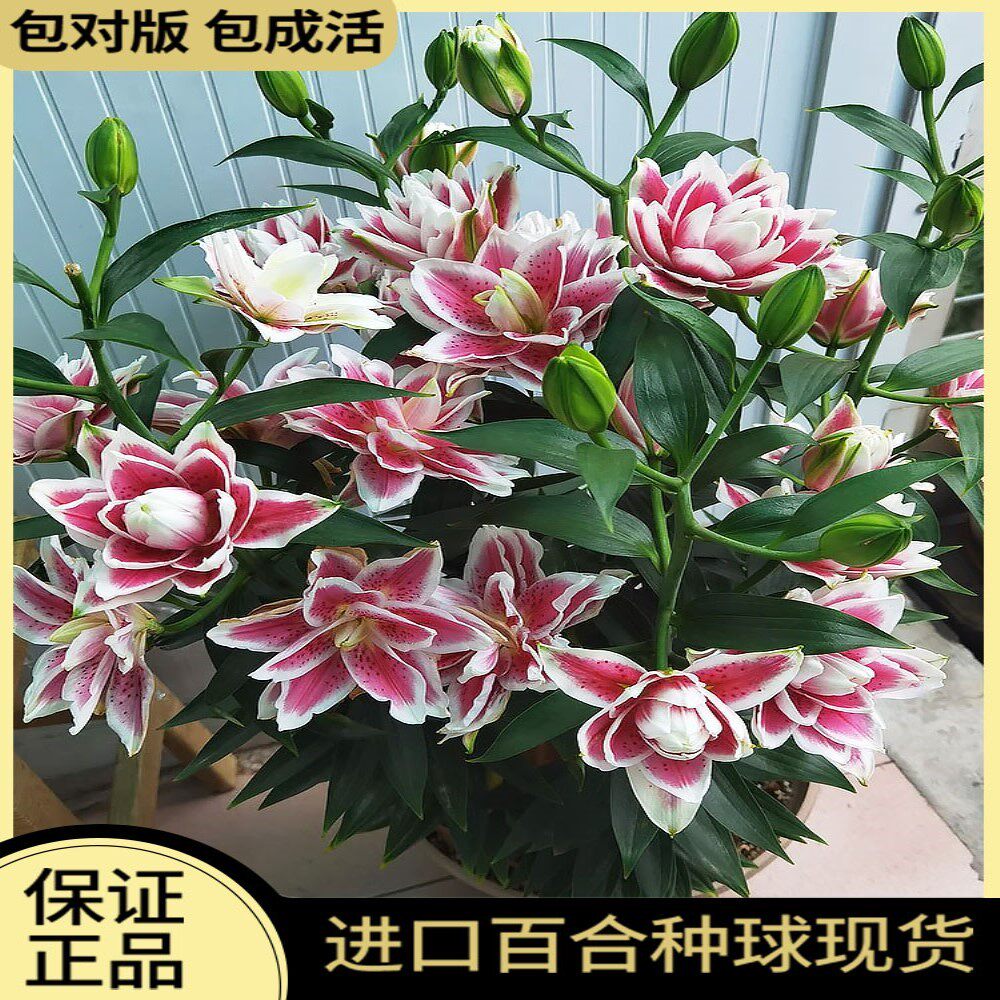 香水百合种球重瓣浓香型四季开花花卉种籽进口百合花种球鲜花盆栽