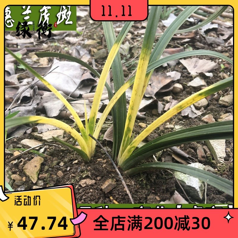 春兰 蕙兰 高档虎斑艺草 兰花苗 叶艺线艺 斑草 室内盆栽绿植花卉