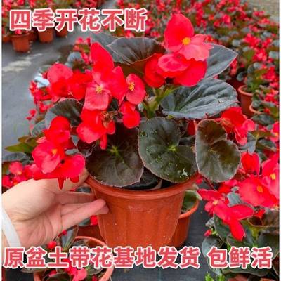 四季花托/移动托盘喜兰达