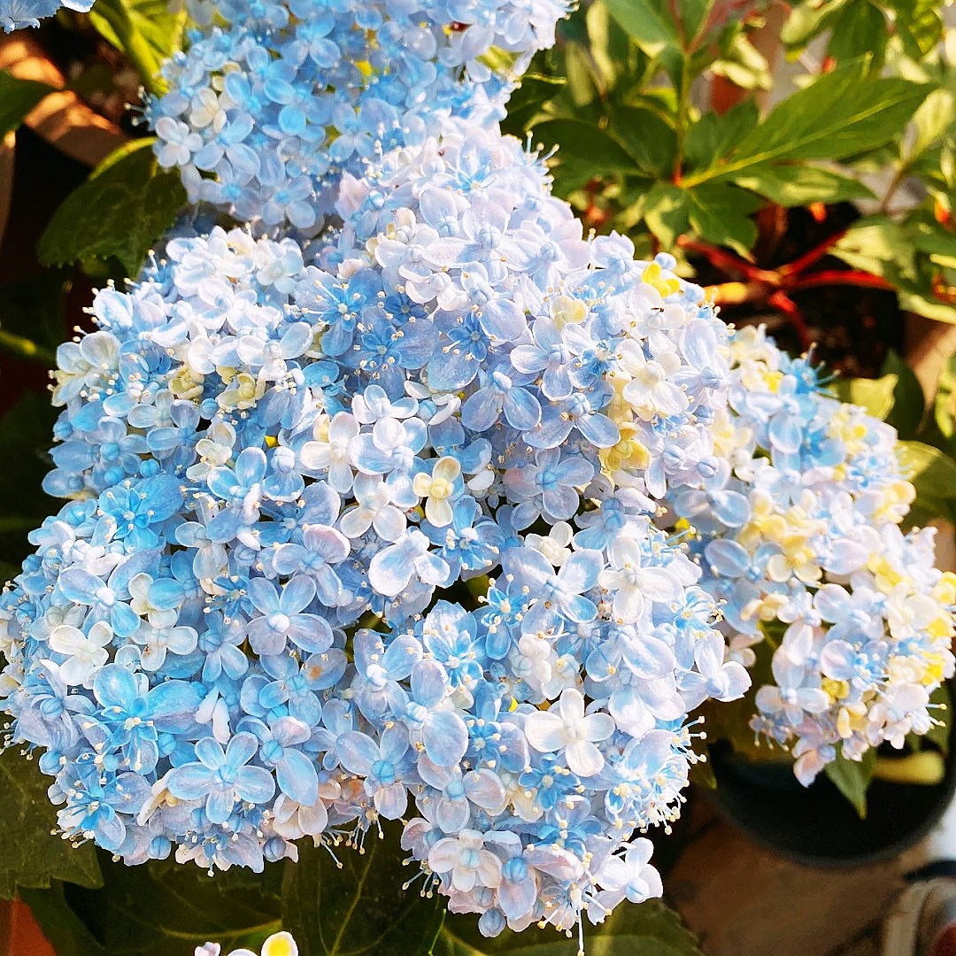 进口绣球花苗小苗 有松 有淞比三河千鸟花瓣长新品网红大花苗