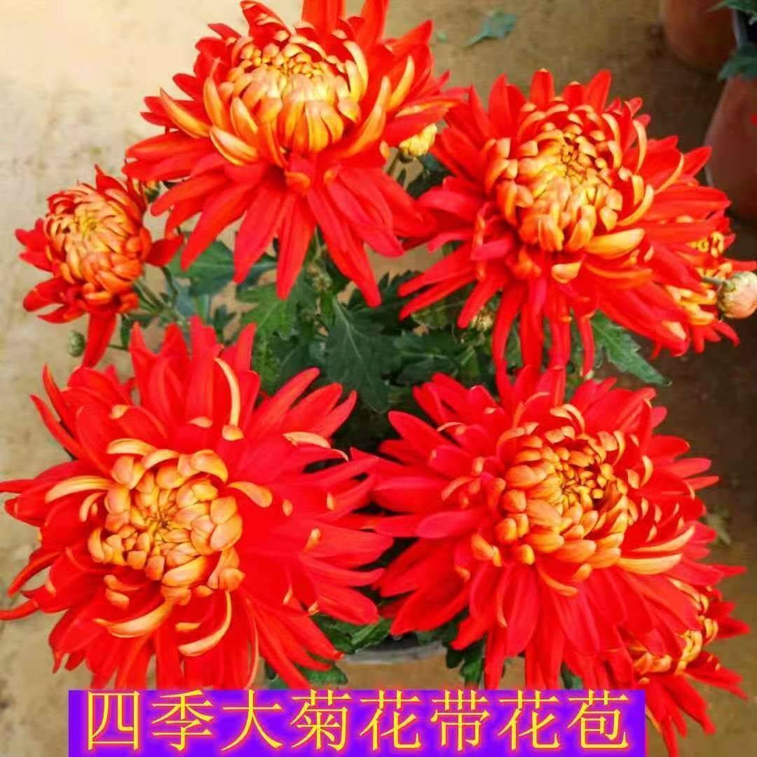 九月菊菊花苗四季大菊花室内花卉