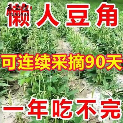 摘不败无架长豆角种子地豆不搭架长豇豆种籽四季庭院盆栽蔬菜种籽