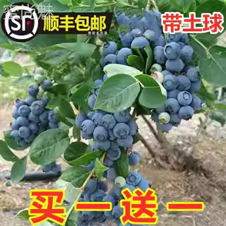 蓝莓果苗盆栽南北方种植