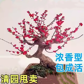 浓香型正宗原生梅花老桩带苞耐寒