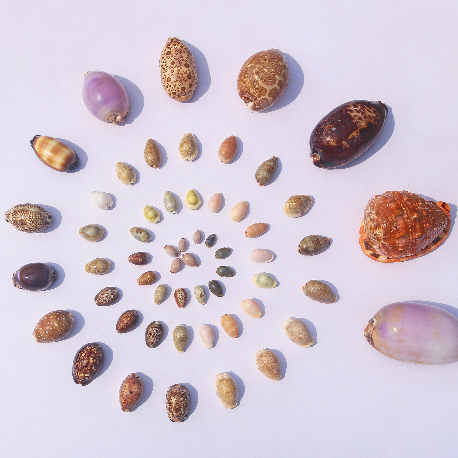 螺贝艺海螺标本创意家居收藏摆件