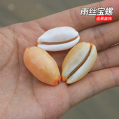 天然小海螺贝壳雨丝宝螺鱼缸水族造景装 饰品家居摆件稀有收藏标本