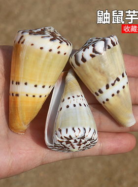 天然海螺贝壳鼬鼠芋螺标本收藏鱼缸造景装饰婚庆地台摆件稀有芋螺