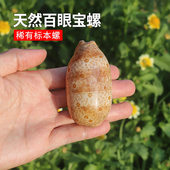 天然海螺贝壳百眼宝螺稀有标本螺鱼缸水族箱造景装 饰家居收藏宝螺