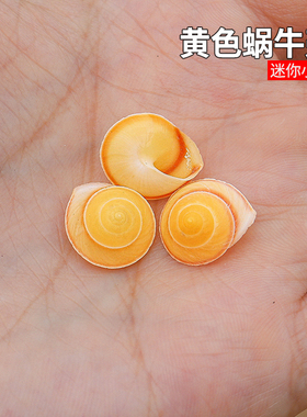 黄色蜗牛壳天然贝壳海螺标本螺鱼缸水族造景装饰品家居工艺品摆件