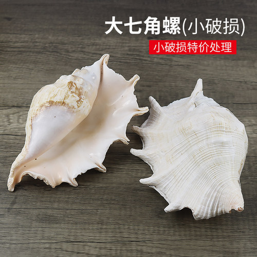 家居破损特价处理水族海螺贝壳