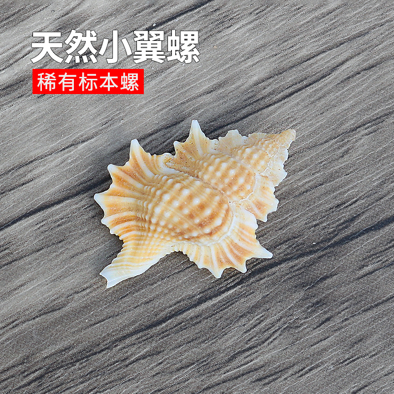 螺贝艺小翼螺稀有收藏标本螺