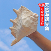天然海螺贝壳超大蛙螺鱼缸造景摆件收藏螺号可吹响特大号角 包邮