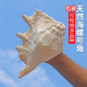 天然海螺贝壳超大蛙螺鱼缸造景摆件收藏螺号可吹响特大号角 包邮