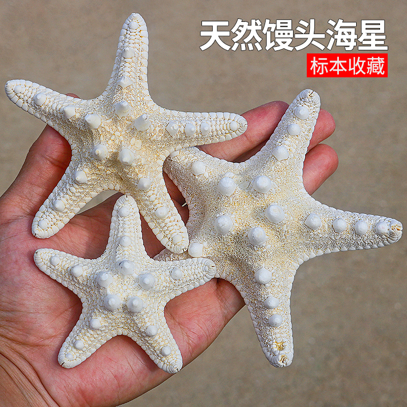 螺贝艺馒头海星收藏标本摆件