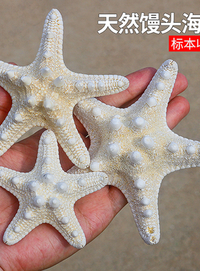 天然海螺贝壳五指霸王馒头海星标本地中海地台装饰品贴墙摆件收藏