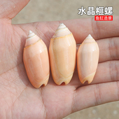 水晶榧螺天然贝壳海螺橙榧螺鱼缸造景装 饰稀有收藏标本螺DIY材料