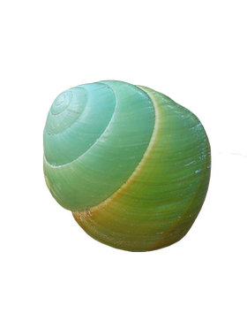 螺贝艺各种蜗牛壳寄居蟹替换壳