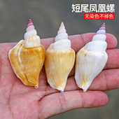 短尾凤凰螺天然海螺贝壳标本鱼缸水族造景家居收藏小摆件拍摄道具