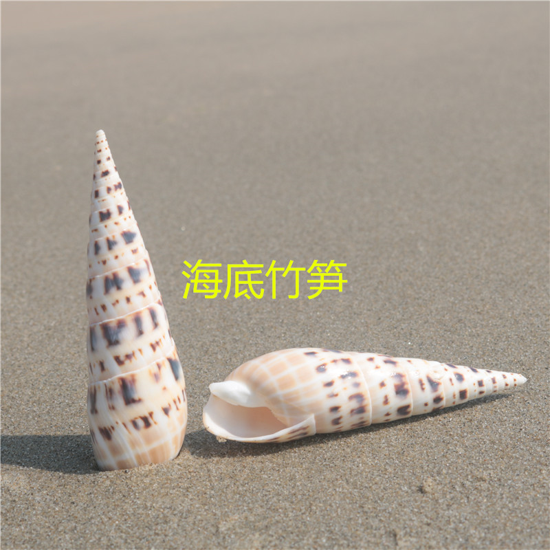 【螺贝艺】天然海螺贝壳竹笋螺鱼缸造景装饰家居摆件收藏拍摄道具