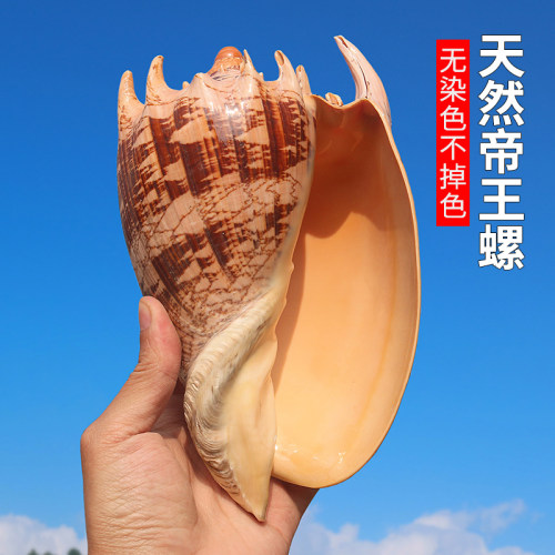 螺贝艺天然海螺贝壳大帝王螺