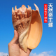 螺贝艺天然海螺贝壳帝王螺鱼缸水族造景拍摄道具地台装 饰收藏摆件