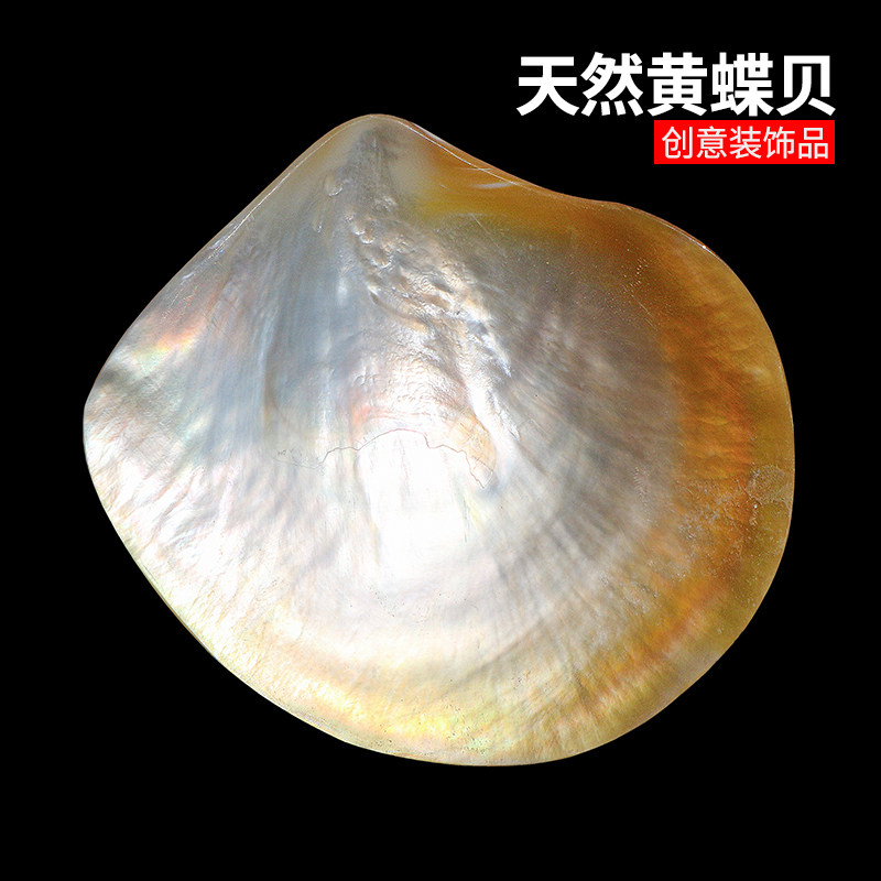 天然黄蝶贝企鹅贝海螺贝壳收藏水族箱鱼缸造景地台家居装饰品道具,家居饰品,海螺/贝壳/珊瑚,淘宝优惠券,粉丝福利购,淘宝优惠卷