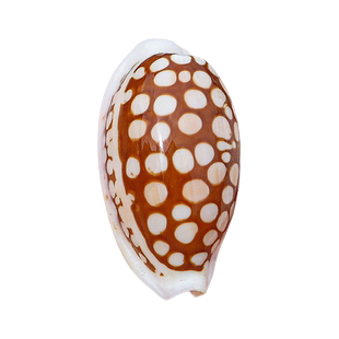 天然稀有海螺贝壳紫口芝麻花鹿宝螺系列家居造景装饰收藏标本摆件