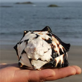 天然大海螺壳贝壳黑斑天然骨螺黑骨螺鱼缸造景创意礼品 螺贝艺