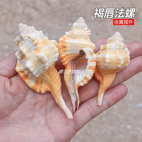 螺贝艺褐唇象法螺稀有收藏标本