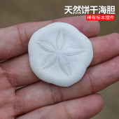 沙钱海胆沙线标本收藏家居创意摆件装 饰品海螺贝壳天然饼干海胆壳