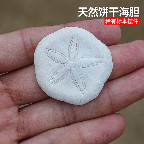 螺贝艺饼干海胆收藏标本沙钱海胆