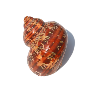 【螺贝艺】古文螺猫眼蝾螺卷贝鱼寄居蟹备用替换壳天然海螺鱼缸用