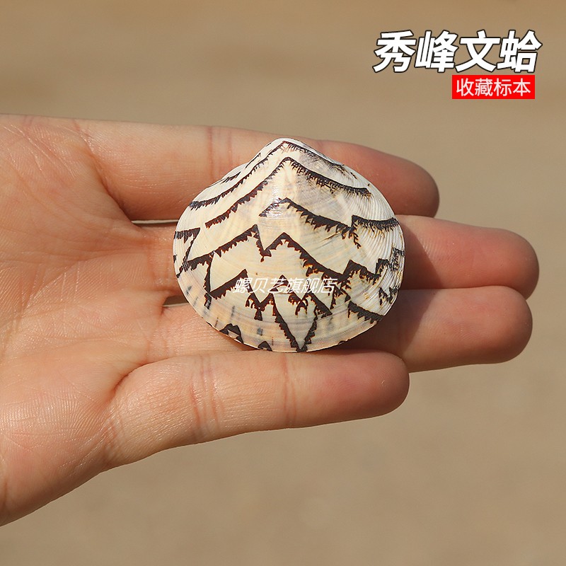 收藏标本螺秀峰文蛤螺贝艺