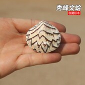 天然海螺贝壳秀峰文蛤稀有标本螺收藏鱼缸水族造景家居装 饰品