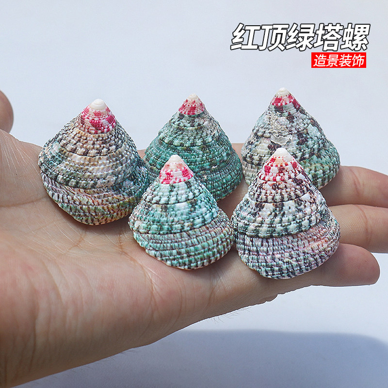 红顶绿塔螺天然贝壳海螺鱼缸造景水族装饰地中海家居摆件拍摄道具图片