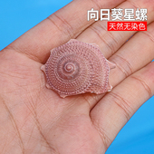 天然小海螺贝壳向日葵星螺寄居蟹替换壳鱼缸造景装 饰拍摄道具摆件