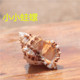 天然超小石号螺金口蛙螺海螺壳工艺品贝壳摆件鱼缸造景家居装 饰品