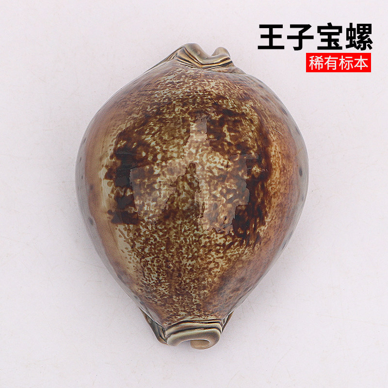 王子宝螺天然贝壳海螺稀有收藏级标本螺家居造景摆件送人礼物宝螺
