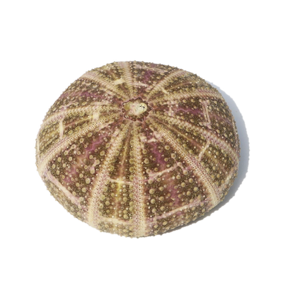 diy北欧地台空气凤梨贝壳海螺