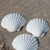 大白色扇贝幼儿园diy画画贝壳海螺广告拍摄婚庆道具海螺贝壳贴墙