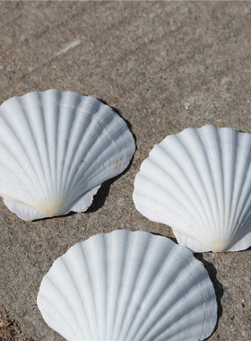 大白色扇贝幼儿园diy画画贝壳海螺广告拍摄婚庆道具海螺贝壳贴墙
