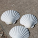 大白色扇贝幼儿园diy画画贝壳海螺广告拍摄婚庆道具海螺贝壳贴墙