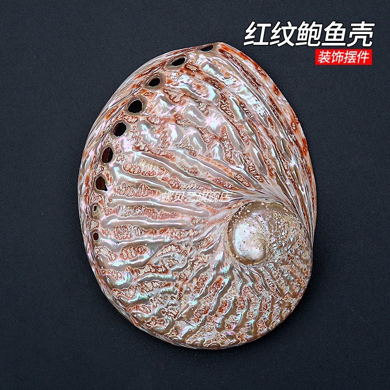 天然红色鲍鱼贝壳烧鼠尾草容器具首饰收纳海螺壳鱼缸造景拍摄道具
