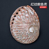 天然红色鲍鱼贝壳烧鼠尾草容器具首饰收纳海螺壳鱼缸造景拍摄道具
