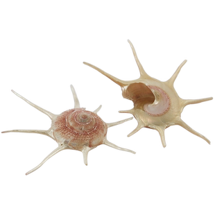天然海螺贝壳长刺星螺稀有标本七星螺鱼缸造景地台装饰家居摆件