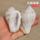 方格皱螺标本天然稀有海螺贝壳鱼缸水族造景装 饰创意家居收藏摆件