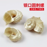 Природная раковина раковина серебристого поведения круглый разбросан