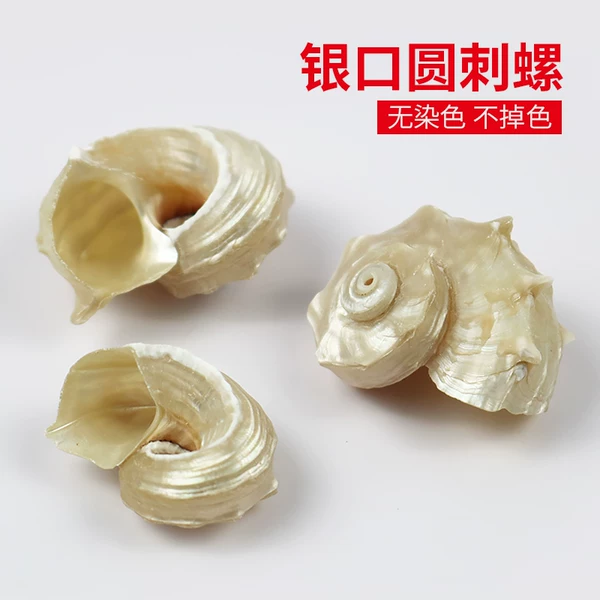 Товары от 螺贝艺旗舰店